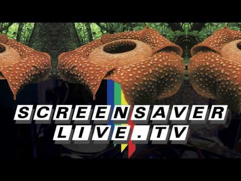Trailer: Paddy Steer / DA-10 / Off-Key He-Man at SCREENSAVER #003