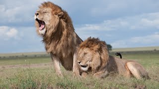 O Rei Dos Animais - 20 Fatos E Curiosidades Sobre Os Leões