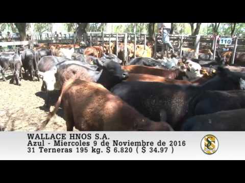 09-11-16 Venta de Hembras - Wallace Hnos S.A. - Azul.