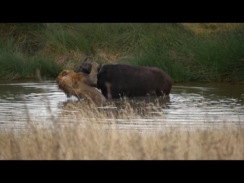 solo male lion very powerful attack bringing down adult buffalo in waterhole video 