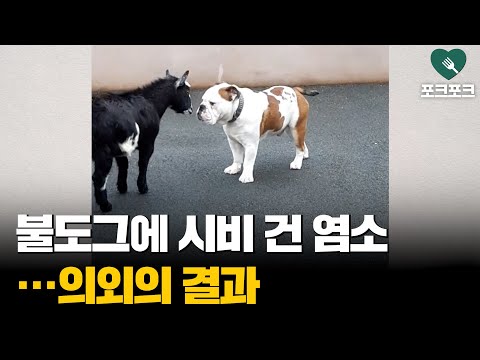 염소에게 박치기 당한 불도그…의외의 반응 보여