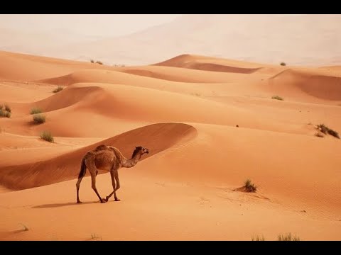 Sahara - Douna - Daby Toure
