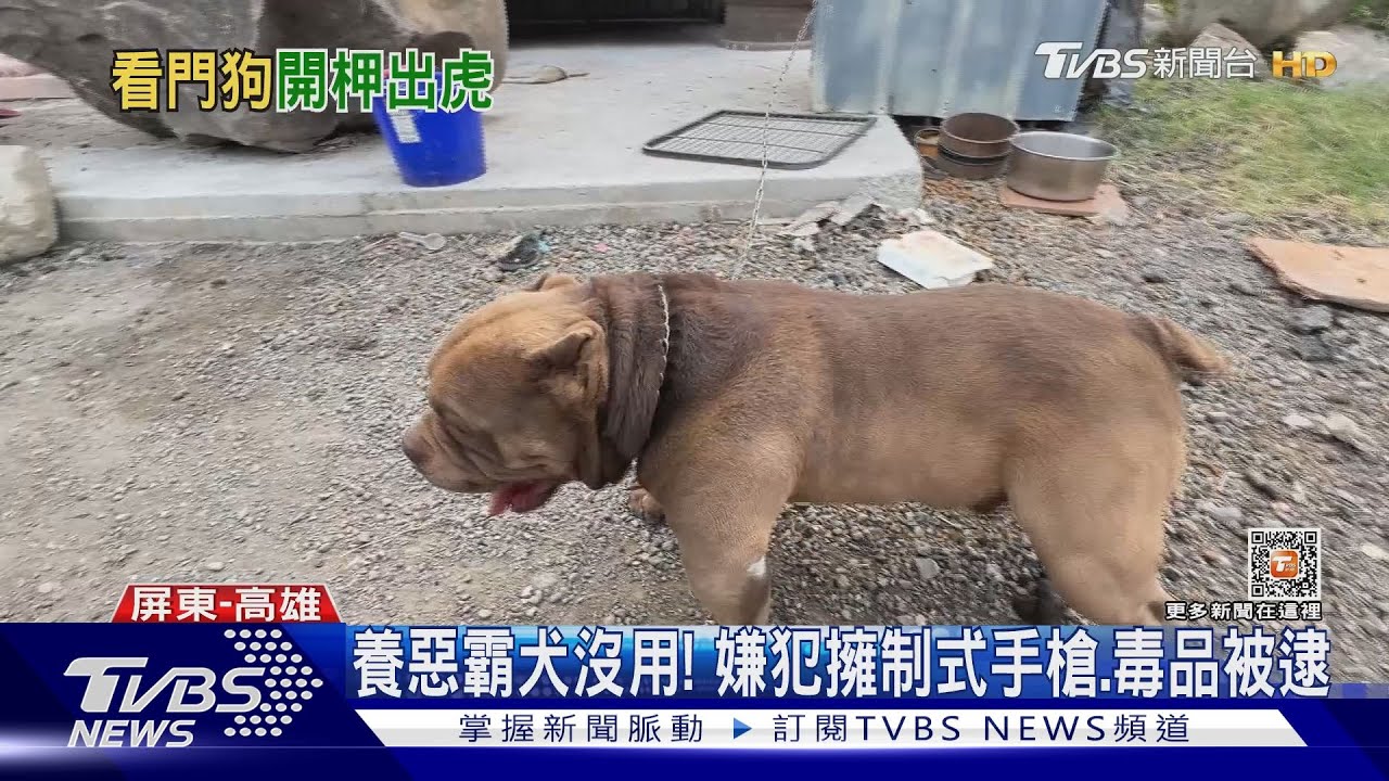 槍毒藏鴿舍還養｢惡霸犬｣看守　遇警秒變｢萌寵｣罪證全曝光