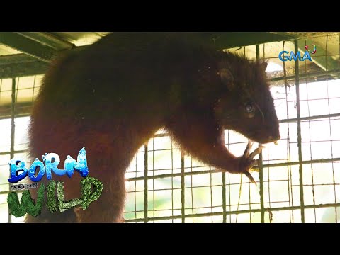Born to be Wild: The largest cloud rat species in the Philippines