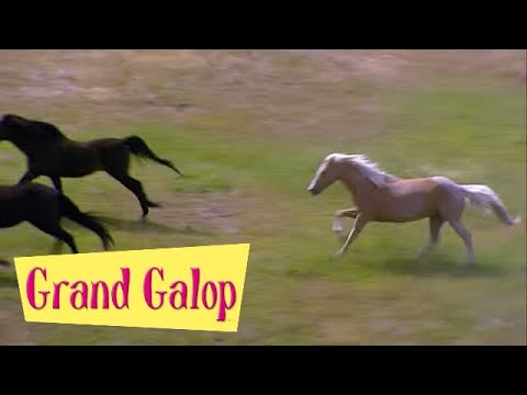 Grand Galop 226 - Une fin en beauté | HD | Épisode Complet