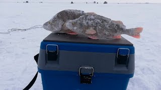 Рыбалка на окуня в северном казахстане