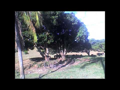 La Na Roça video