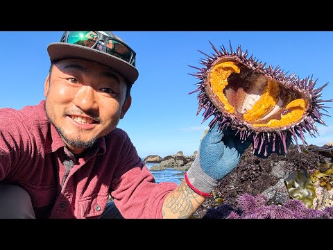 HELP! TOO MUCH UNI (Sea Urchin)