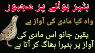 Download lagu NEW MADI BATAIR KI AWAZ 2020 || MADI BATAIR KI KIRAK || BATAIR KI KIRAK mp3