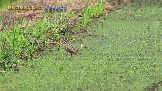 旅鳥 ムナグロ来る 2 Pacific Golden Plover 20250817