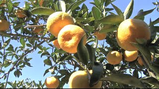 Farm Monitor travels to Franklin Citrus.