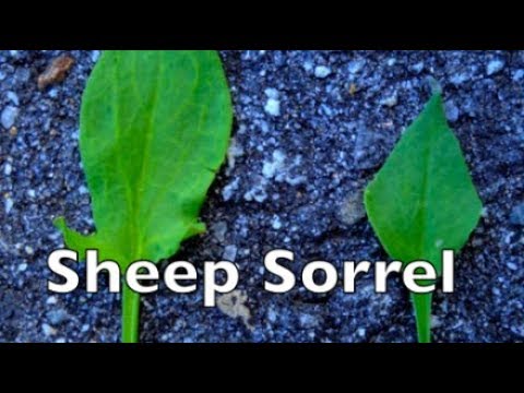 Harvesting Sheep sorrel