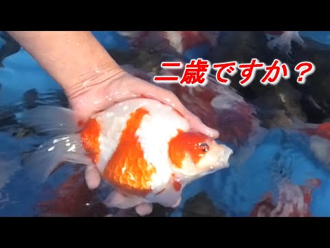 2021当歳・二歳 玉サバご紹介動画