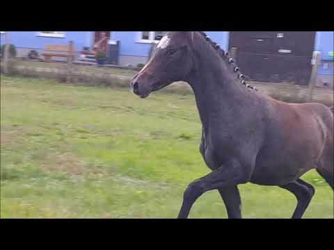 Deutsches Reitpony - Quintaris von Robinson 2020