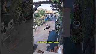 Download lagu HORRIBLE MOMENTS! Leopard CATCHES Dog on Home Porch! #shortvideo #shorts mp3 Download lagu HORRIBLE MOMENTS! Leopard CATCHES Dog on Home Porch! #shortvideo #shorts mp3