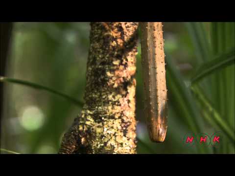 East Rennell (UNESCO/NHK)