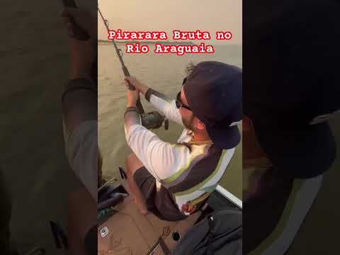 Pirarara no Rio Araguaia. Expedição Luiz Alves - Goias 🚀 São Felix do Araguaia - MT Guia Adairzao