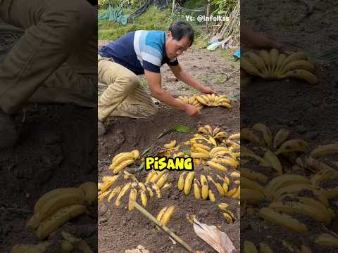 Pria Ini Mengubur Pisang Demi Menghasilkan Cairan Yang Nilainya Lebih Mahal #shortvideo