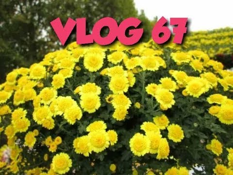 Мы близки к ПОБЕДЕ/ЗАКРЫТИЕ ОГОРОДНОГО СЕЗОНА)))) #VLOG 68