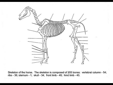 KPU Naming the equine skeleton