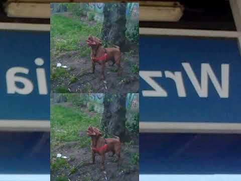 KSC VS Puma Wrz , Września 2022