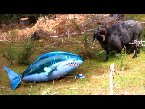 Angry Ram VS Shark