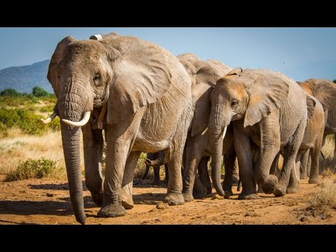 very beautiful elephants in the savannah - the best music for sleep, relaxation, meditation