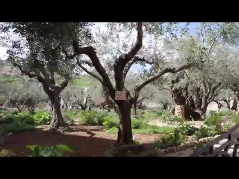Ogród Oliwny - Jerozolima (Jerusalem - Getsemani, Gat Szemanim)