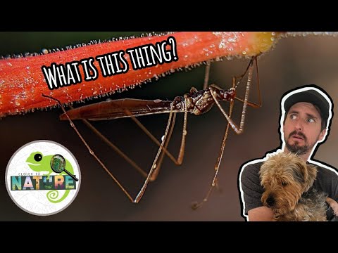 I've never seen one of these before! Closer to Nature | S1 E1