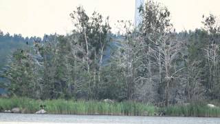 preview picture of video 'Vaasa  -  Merimetsot (Cormorants) pesii aivan kaupungin edustalla'
