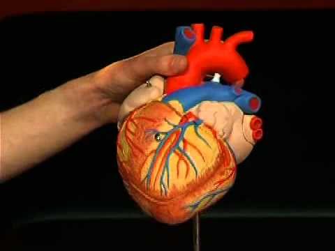 Heart Anatomy Model 2 Times Life Size, G12