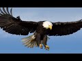 Only Believe Songs By Prophet Branham