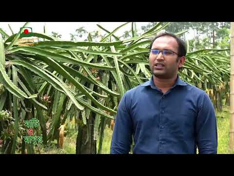 বানিজ্যিকভাবে ড্রাগন ফল চাষ, লালপুর