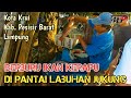 Berburu Ikan Kerapu Di Pantai Labuhan Jukung Krui Pesisir Barat Lampung