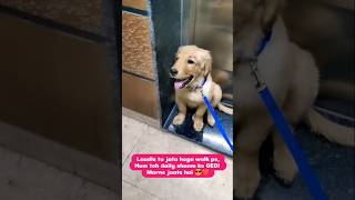 Download lagu shiro 😎 to Gedi Marne jaata hai🚗 #goldenretriever #cutedog🐾 #puppy lovers 💖 mp3