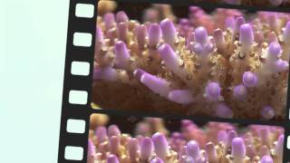 Robertus Reef - the end video