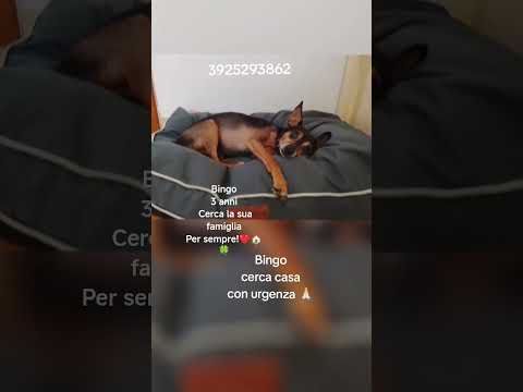 Regalo Dolce pincher in adozione cerca la sua famiglia per sempre 