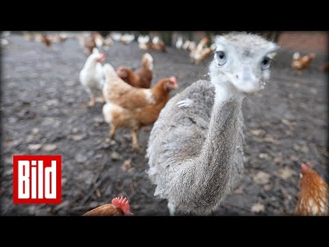 Hühner-Security in Bottrop - Auf Patrouille mit dem besten Geflügel-Bodyguard