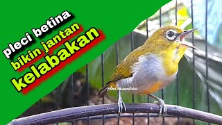 Download lagu Suara Pleci Betina Memanggil Jantan || Bikin Pleci Bustomi Gacor mp3 Download lagu Suara Pleci Betina Memanggil Jantan || Bikin Pleci Bustomi Gacor mp3