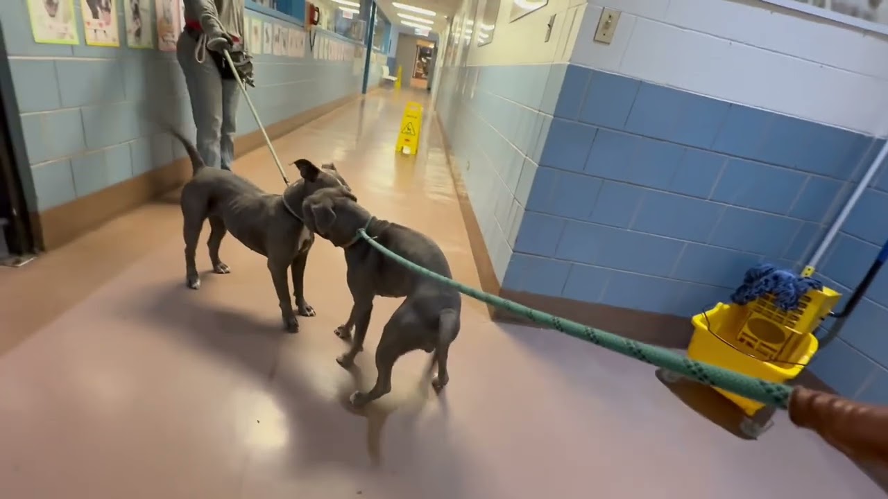 Enlarge Blueberry, a ADOPTABLE Pit Bull Terrier in Chicago, IL video 5/5