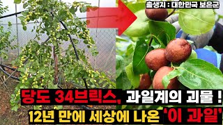 당도 34브릭스, 과일계의 괴물 등장! 12년만에 세상에 나온 이 과일