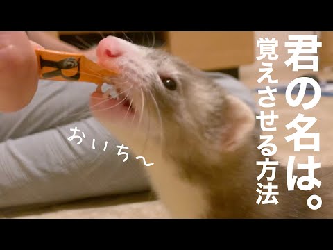 フェレットの名前