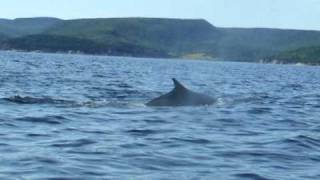 preview picture of video 'Oshan Whale Watch Minke Whale in Cape Breton Nova Scotia.'