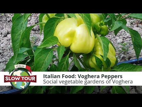 Italian Food: Voghera Peppers | Italia Slow Tour