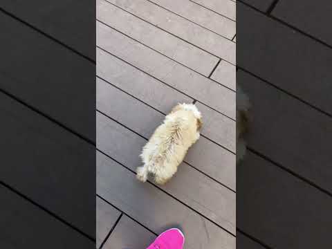 経営学科 体重1.3キロのトイプードル4ヶ月 #toypoodle #puppy #トイプードル