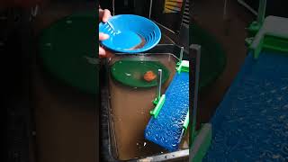 Bent Fork is Cold! (cleanout) Live! #gold #goldmining #goldpanning #goldprospecting