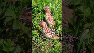 Download lagu female quail sound #quail #batair #shorts mp3