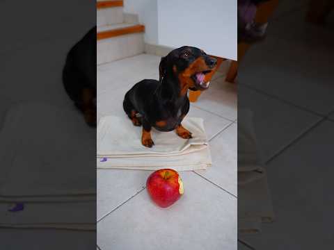 La venganza de mi Perrito 🐶😱 #perrosalchicha
