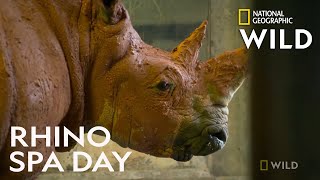 Rhino Gets a Mud Bath  Secrets of the Zoo