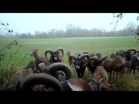 Muflony muflon Ovis musimon